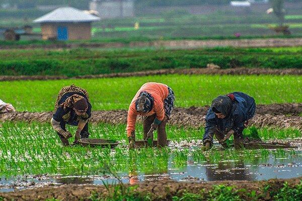 واردات بی رویه برنج رمق شالیکاران را گرفته است