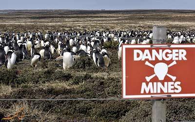 پنگوئن های این جزیره بر روی بمب زندگی می نمایند!