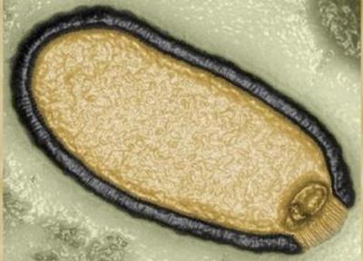 سر برآوردن ویروس زامبی از دل خاک منجمد سیبری پس از 48 هزار سال